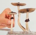 Zaujalo nás. „Magické“ huby môžu ukrývať tajomstvo dlhovekosti: V prevratnej štúdii psilocybín predĺžil život až o 57%